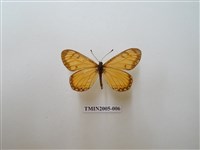 藏品(苧麻珍蝶)的圖片